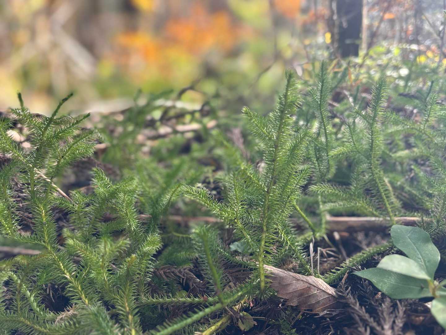 シダ植物　ヒカゲノカズラ
生きた化石植物？4.2億年前からあるらしい😳
杉の赤ちゃんかと思ってた😅