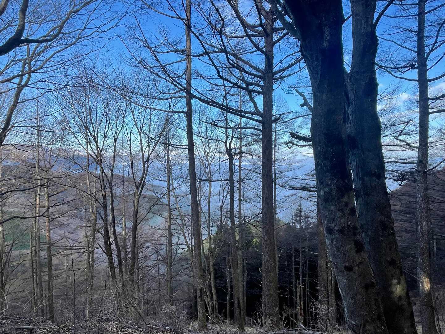 こっちは雲海と雪山が樹々の間から見える
眺望ポイントあればなぁ、、、
多分コレ絶景よ😅