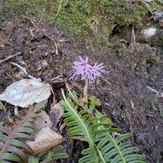 ショウジョウバカマ