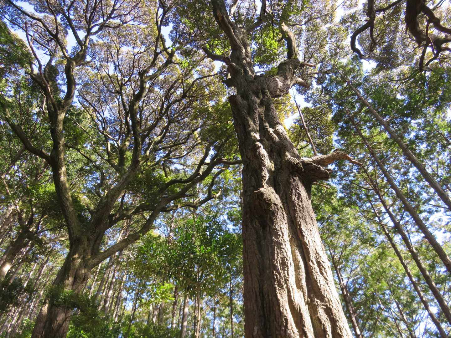 風格ある樹々✨