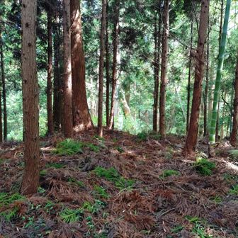 山頂？三角点・看板見当たらず。GPSで確認。おそらくここ辺りが山頂。しかし、前に来たような？