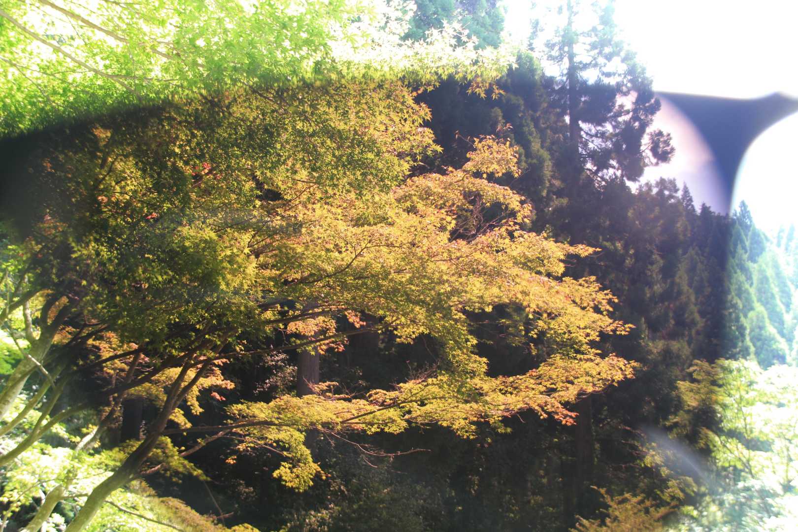 サングラスをしていると紅葉している様に見えましたが・・・