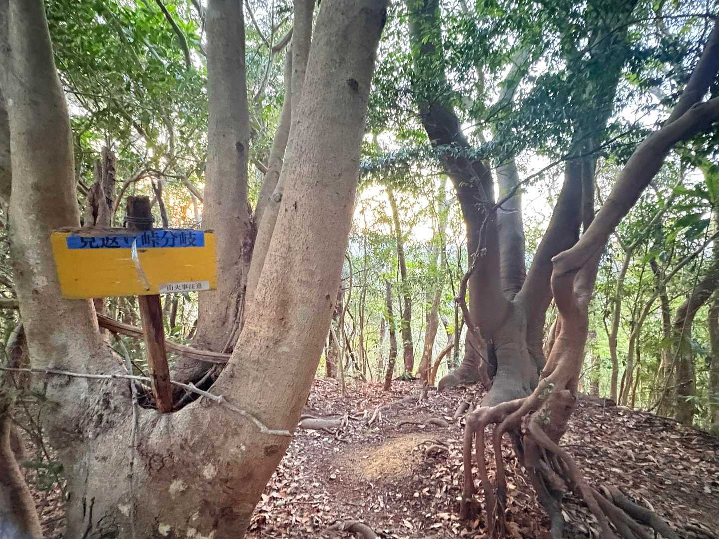 分岐から 👆へ行ってみる🏃‍♀️