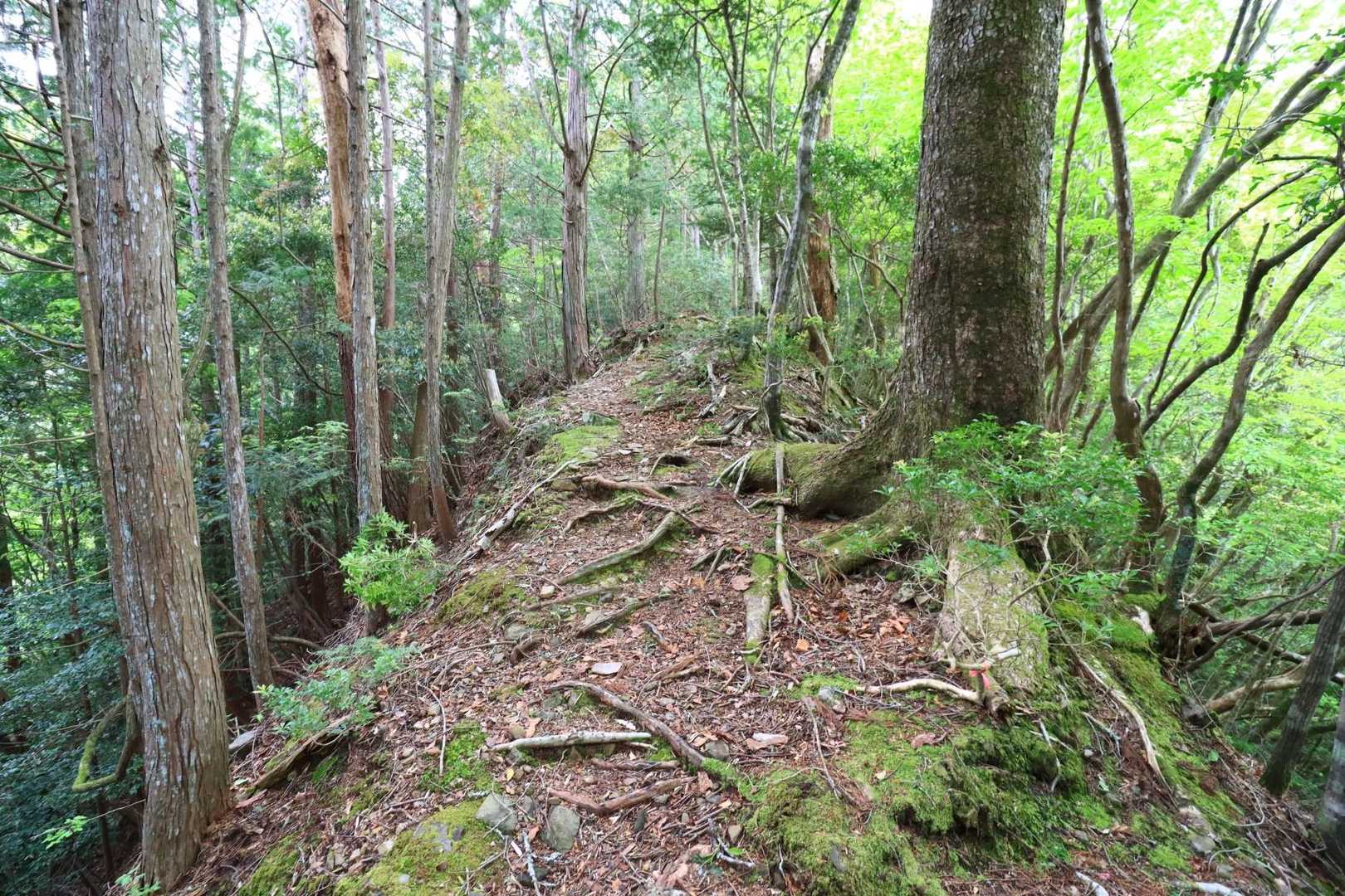 写真の様な急登の道が続きます