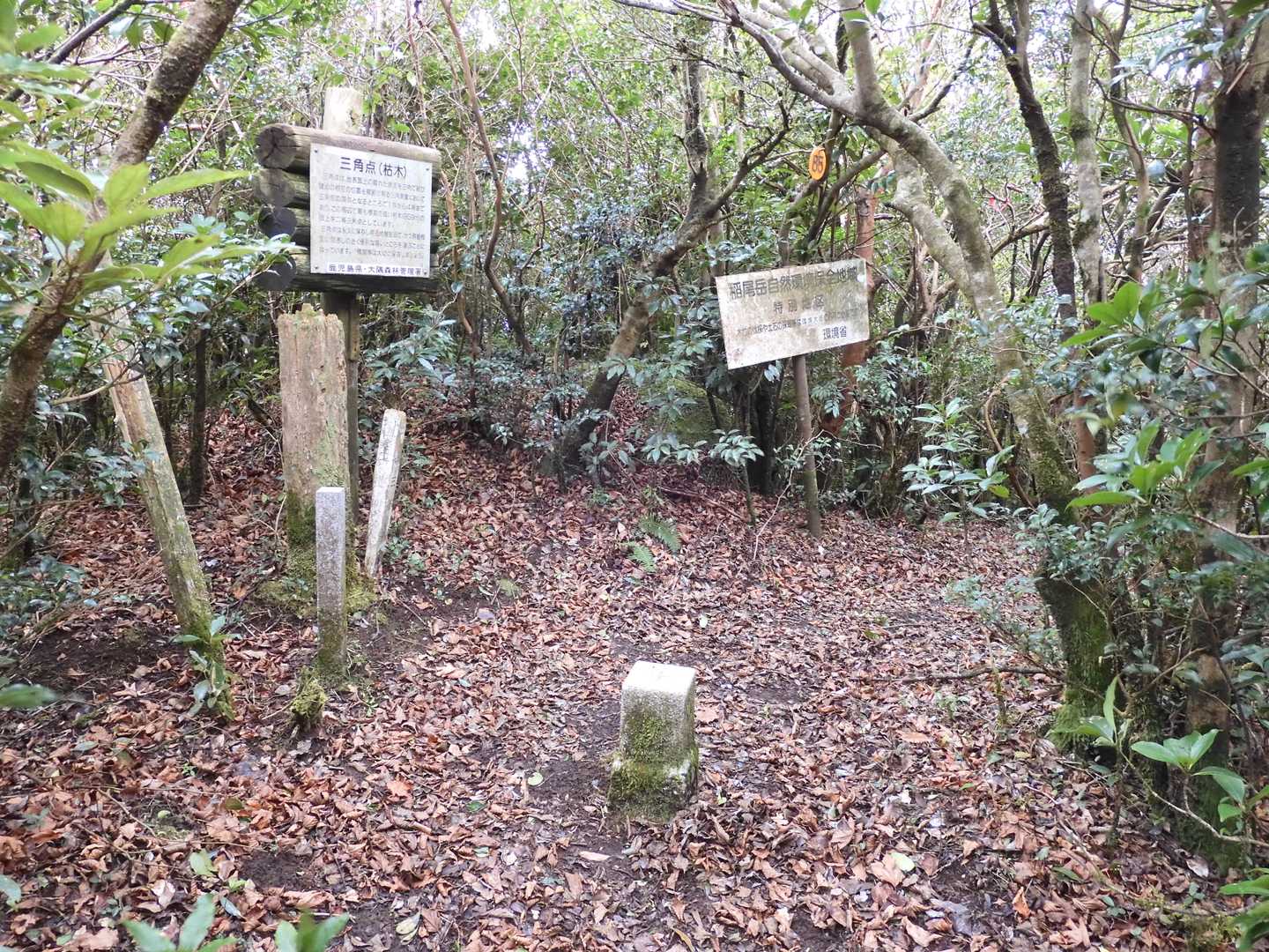 枯木岳（かれきだけ 959ｍ）山頂。
※眺望無し