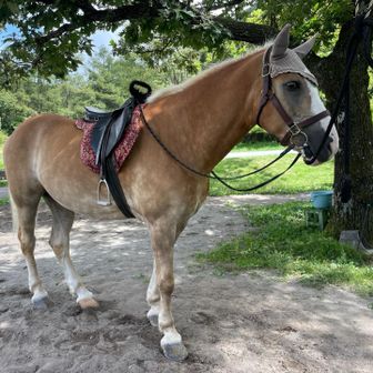 ビジターセンターに馬