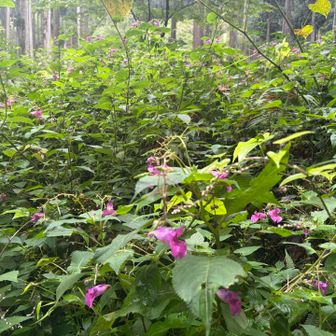 池ノ川林道(五條林道)に釣船草の群生地いっぱいあった！！
ツリフネソク好きな人！！ぜひ、行ってみてください(^o^)