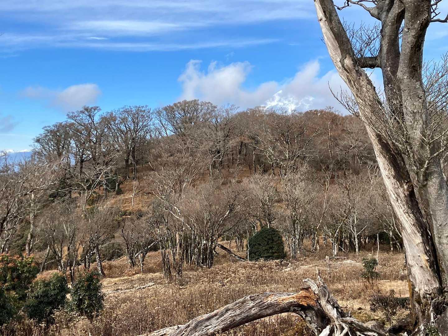池の平-位牌岳-一服峠-袴腰岳-馬場平-愛鷹山 周回コースの写真