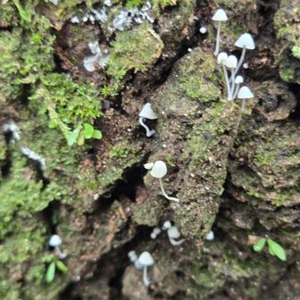 白くてちっちゃいキノコ

今日はいろんな種類のキノコをたくさん見ました🍄