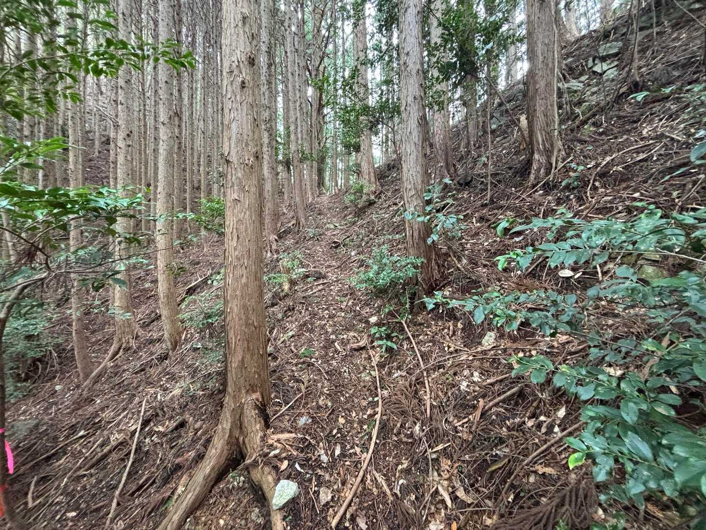 こんな感じで登っていきます