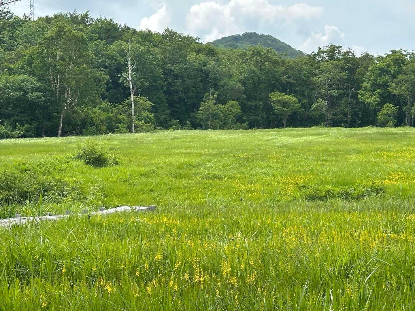 湿原はキンコウカで黄色一面🟡🟡🟡