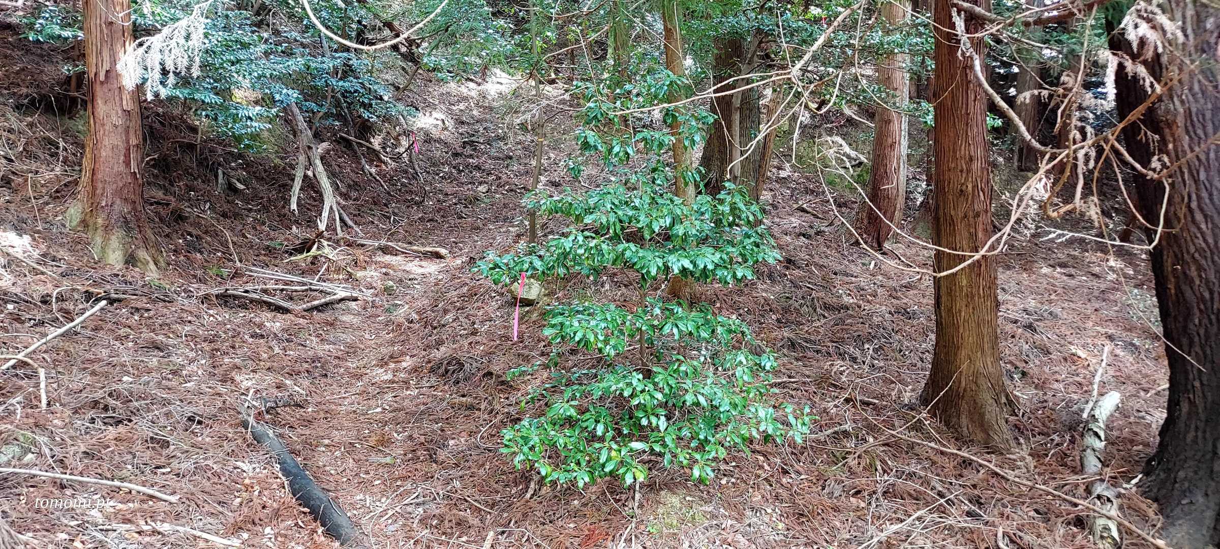 牛山 往復コースの写真