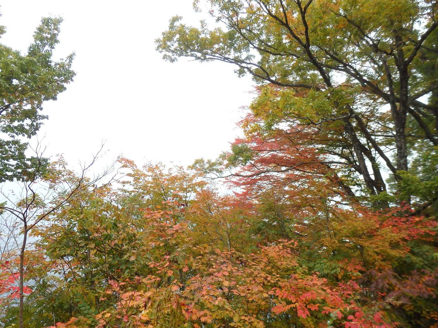紅葉も、この天気では、、🤨