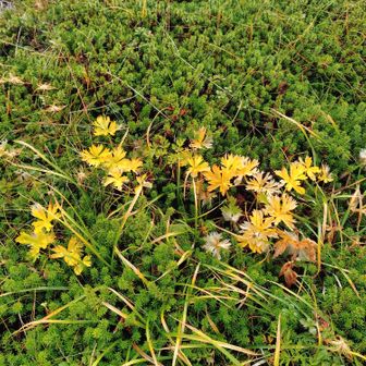 チングルマの葉が花びらに見えます