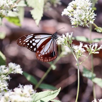ヒヨドリソウに🦋5頭見かけたよ