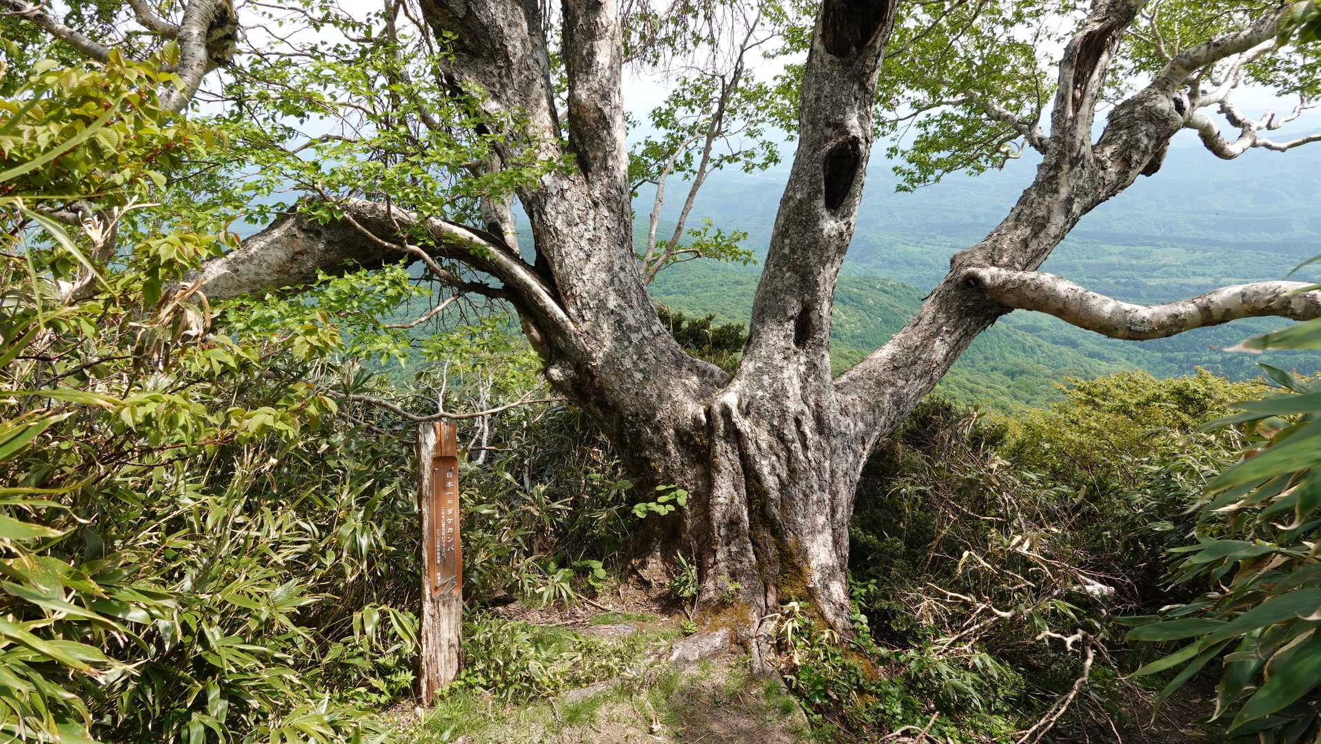 大駒ヶ岳〜三ッ岳コースの写真