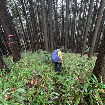 ここから薮こぎもあり…
急な下りもあったり、濡れているので、慎重に歩きました