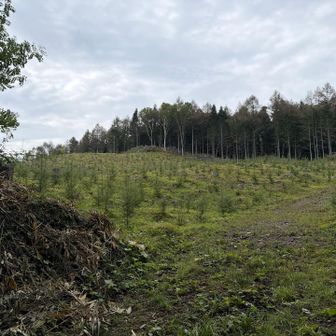 植林地帯から左に入り