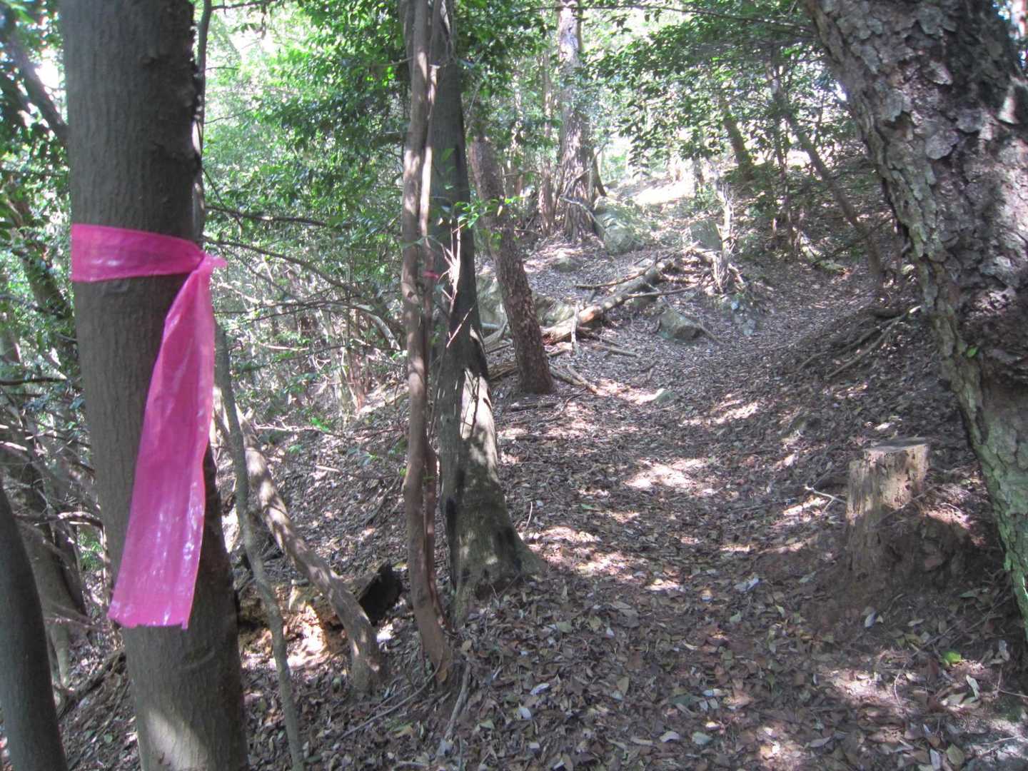 登山道は明瞭で迷う心配は無い。　その辺の里山にしては道は割とよく踏まれている感じだ。🫡