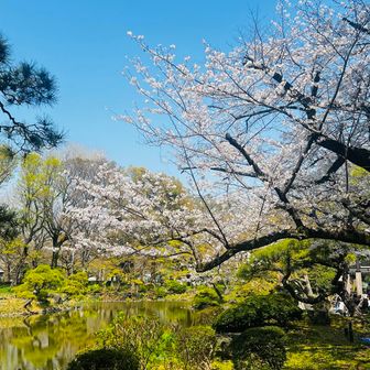 日比谷公園の桜🌸