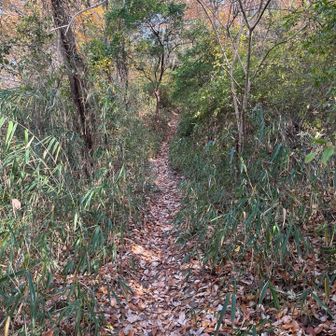 注意書きのとおり、落ち葉で滑りやすかった