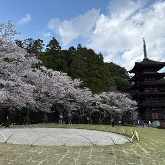 春とは言えまだ肌寒い中、女子は頑張ってる感じ。