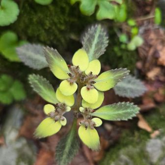 ヨゴレネコノメ
