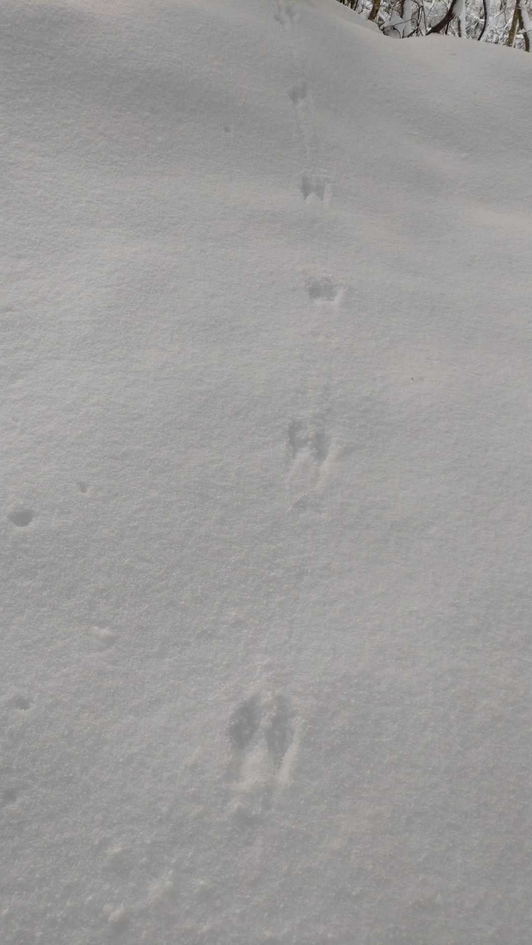 これは鳥さんの足跡かな
