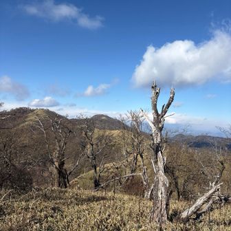 蛭ヶ岳だー✨✨
思ったより早く到着したので、行っちゃおうかと
相当迷ったけど、、
体力モードが中の下（前日までの仕事疲れ）
だったので、
無理せずに、、
次回の楽しみ🩷残しておこっかな、、