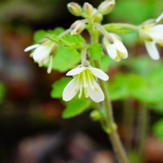 マルバコンロンソウ