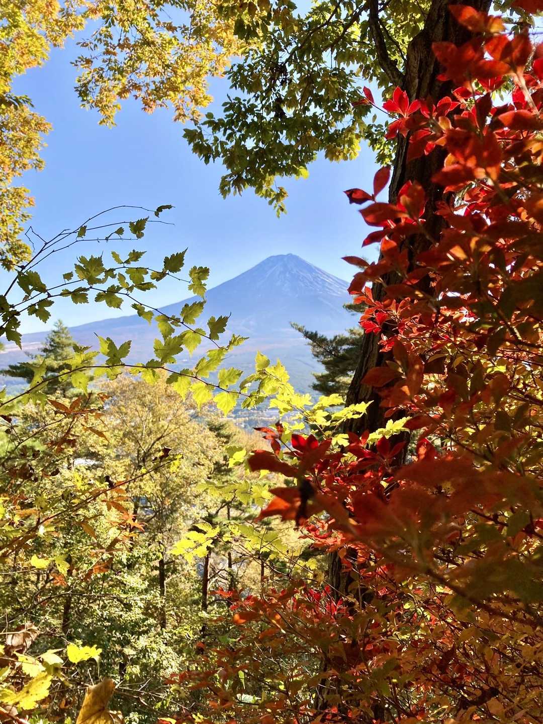 紅葉に囲まれた富士山🍁