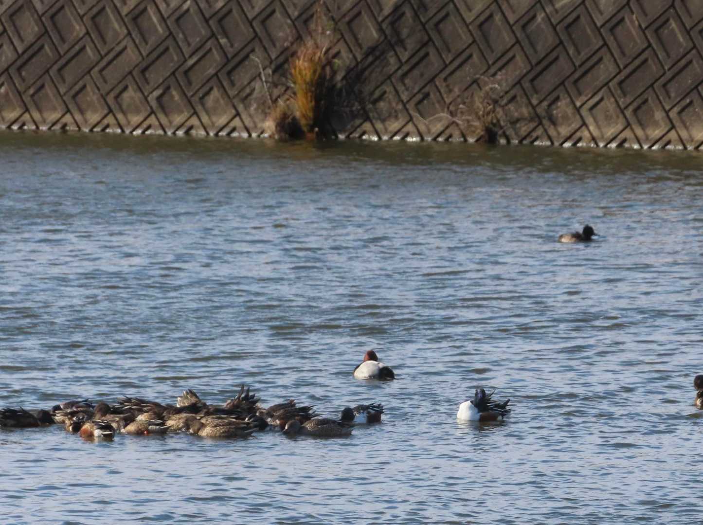 カモ🦆