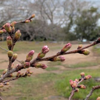 お天気良ければ今にも咲きそうだね😺