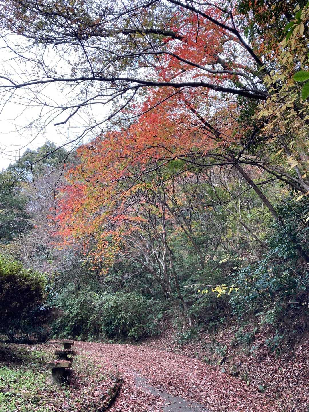 綺麗な紅葉も少しあります