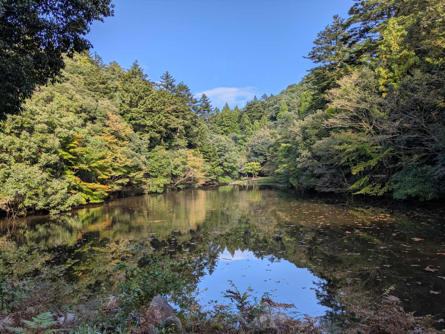 まだ🍁には早いかなぁな大宮池。