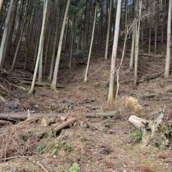 登山道は明瞭でしたが