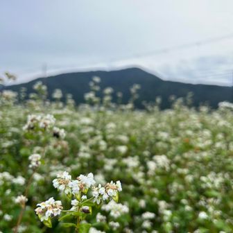 ソバ畑と小谷山