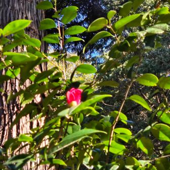 見上げると椿の花一輪
