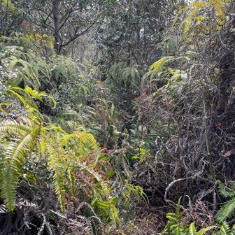 ボーボーやけど。。。