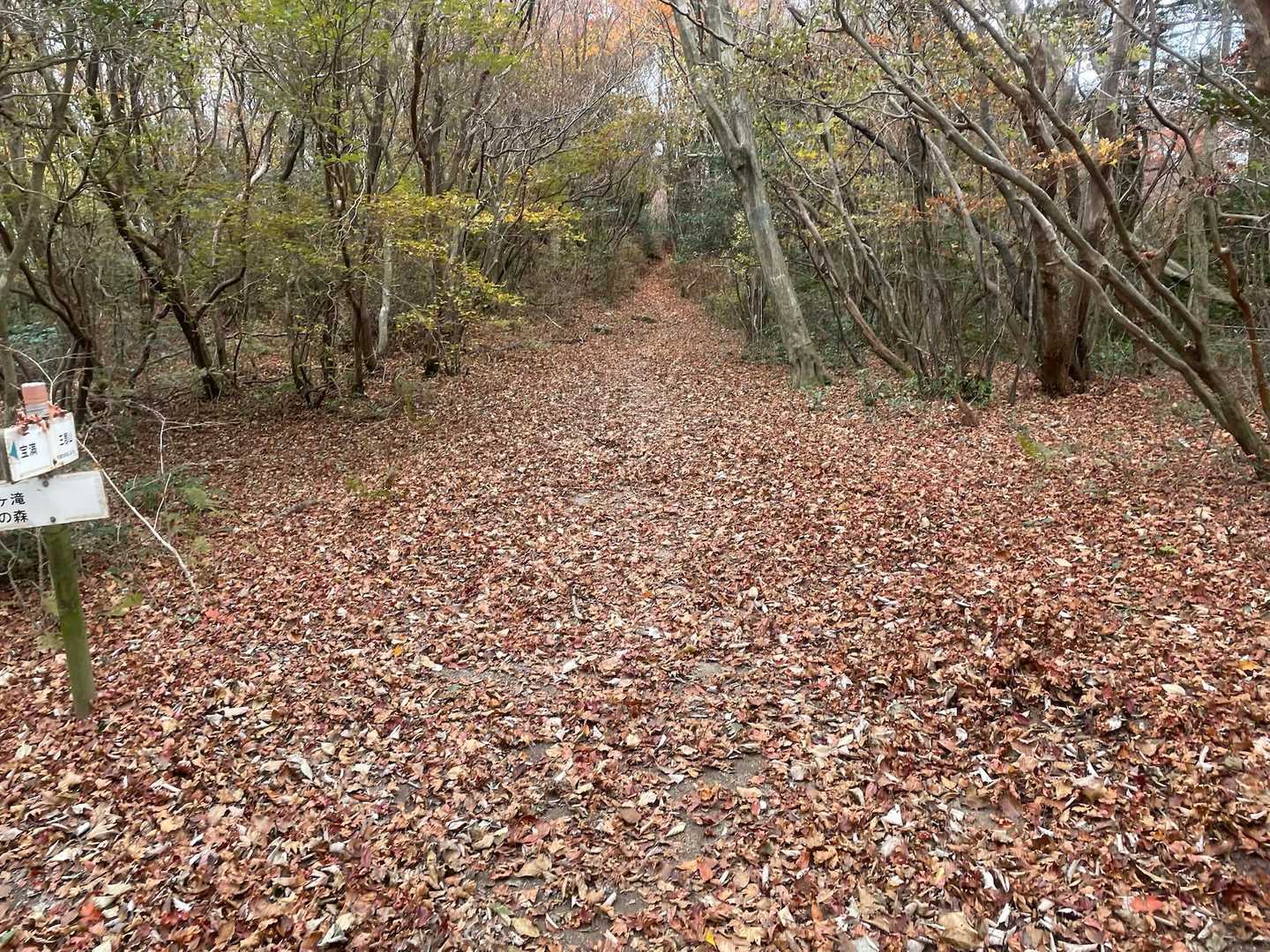 1•2の三郡縦走47(紅葉絨毯編) / daikiboの登山データ | YAMAP / ヤマップ