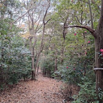 この一帯は「緑のシャワーロード」と呼ばれているらしい😊
今から登ってくる方と何度かすれ違った。