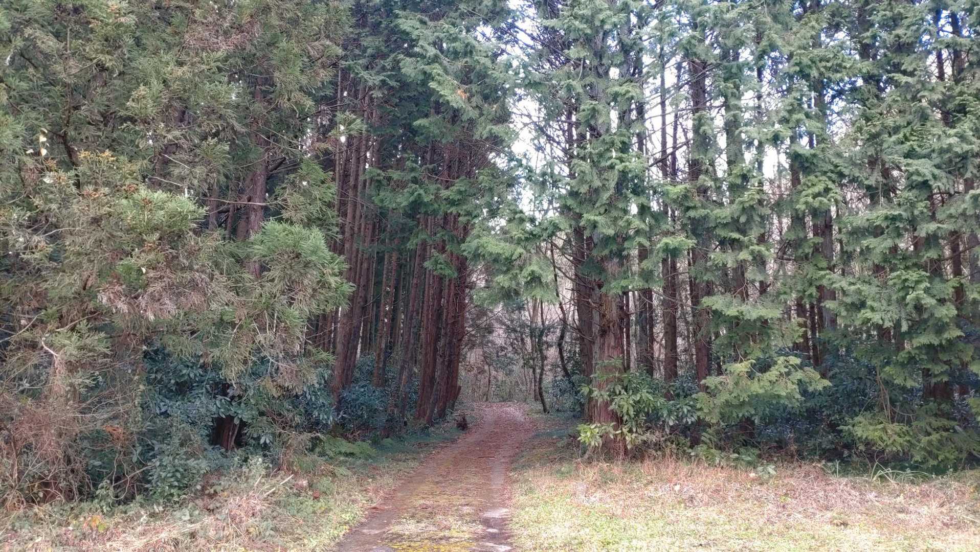 森の中へ🌲