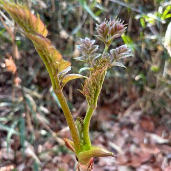 タラの芽発見(☆∀☆)