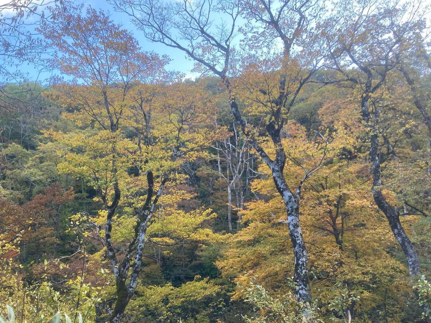 紅葉の樹林を歩きます
