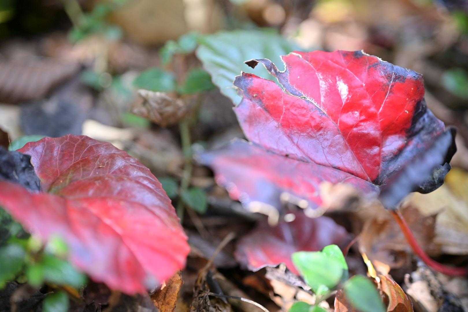 イワカガミも紅葉
