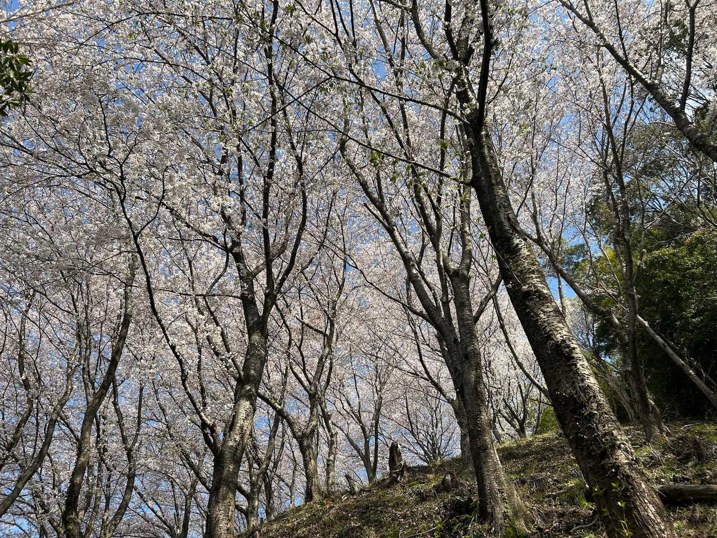 大権現から登って見上げると
そこには‥🌸