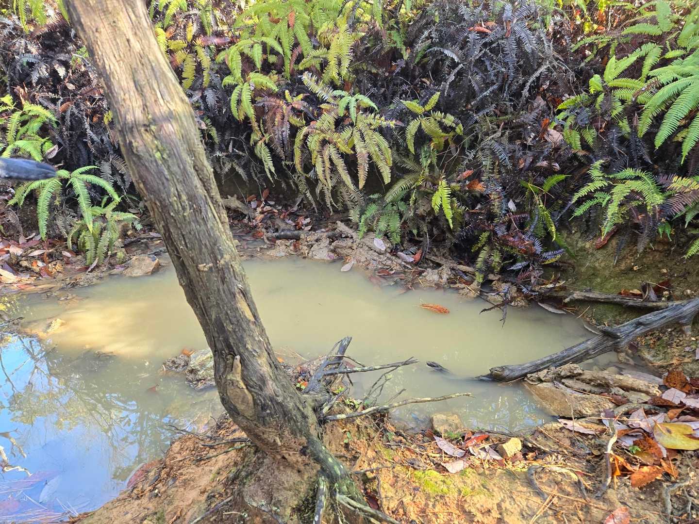 少し手前の道に🐗が掘り起したこんもり盛り上がった土と大きな穴が! で、ここは🐗の所謂、お風呂で手前の木に体を擦り付けるらしい  🐗の毛があった  