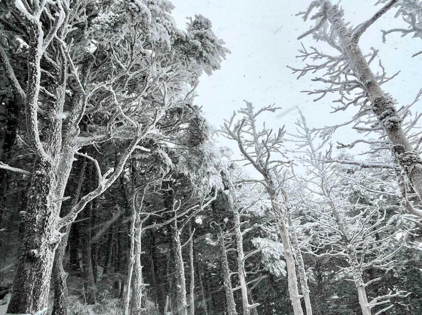 縞枯れ地帯？
