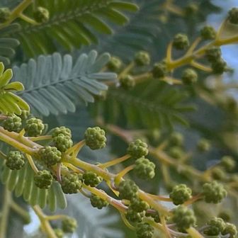 鶴巻温泉♨️駅へ抜ける登山口近くのミモザ
黄色🟡のポンポンになるのが楽しみ😊
また、見に来なくちゃ🏃‍♀️‍➡️