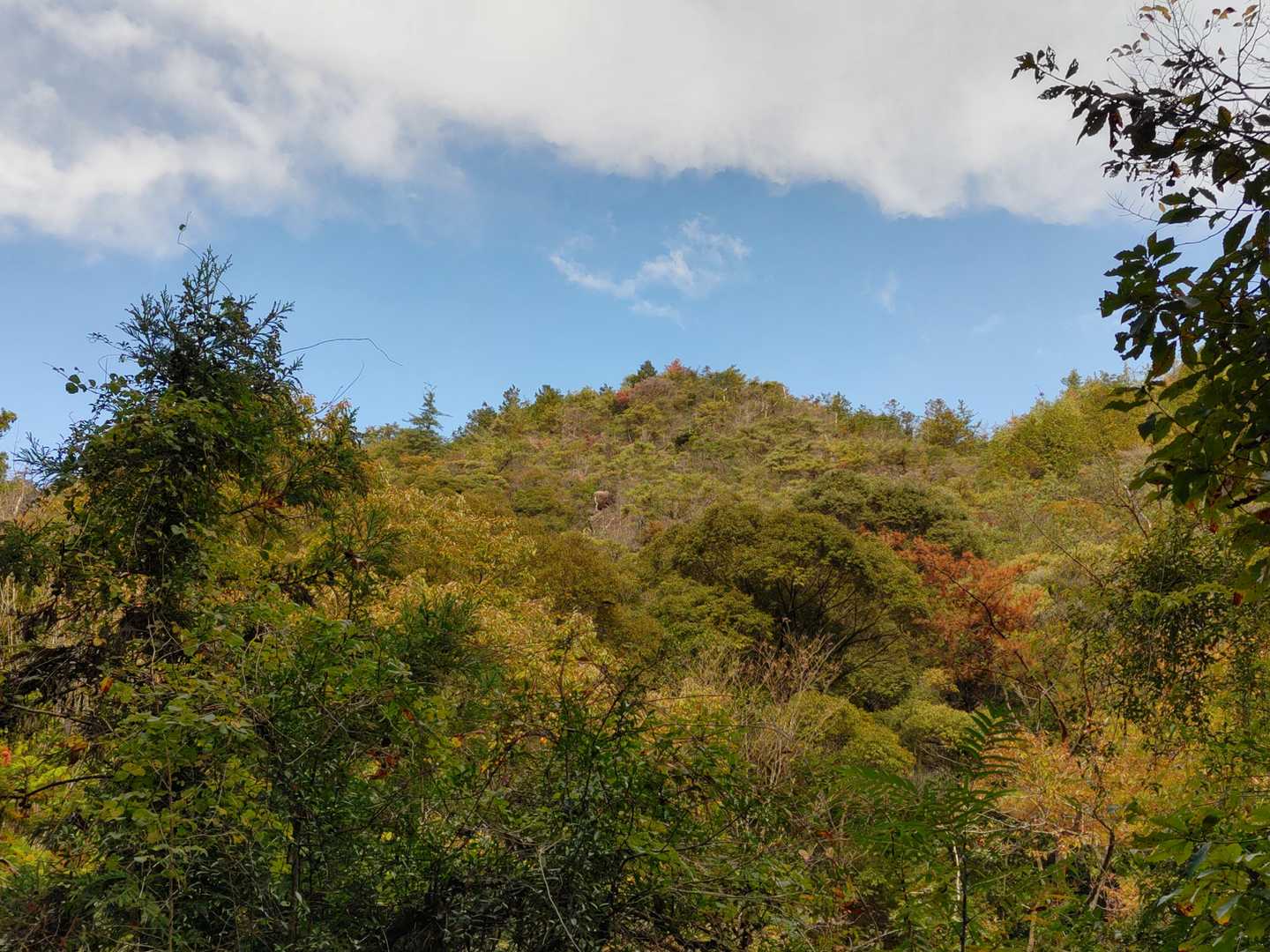 堂山の一部が見える